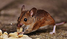 24 Hour & Emergency Exterminators in Glenwood, UT